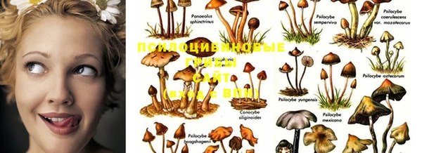 кокс Алзамай